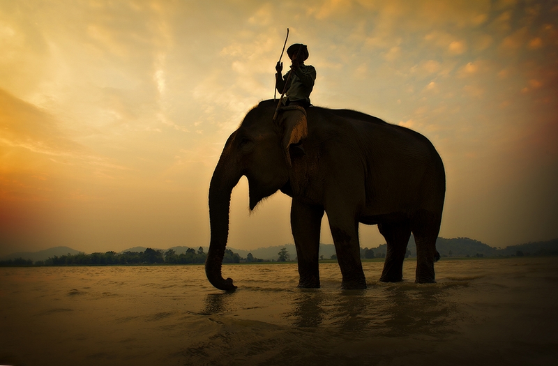 977 - LAK LAKE ELEPHANT - NAUGHTON ALIA - australia.jpg